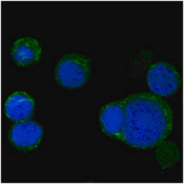 Anti-Wnt-5a Antibody, clone 6F2