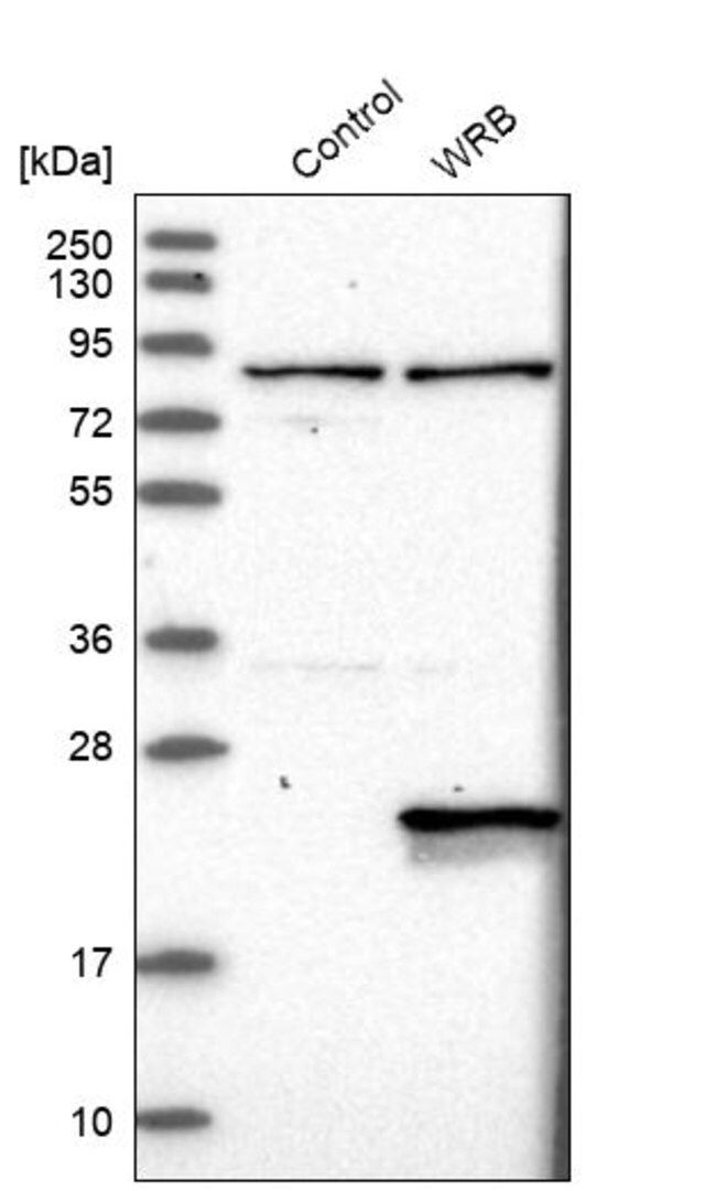 Anti-WRB antibody produced in rabbit