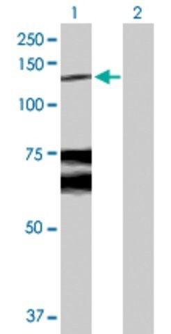 Anti-WWP1 antibody produced in rabbit