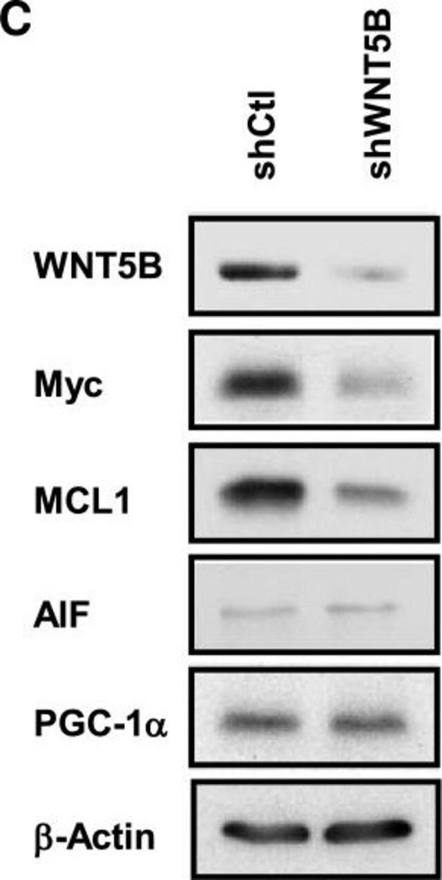 Anti-WNT5B antibody produced in rabbit