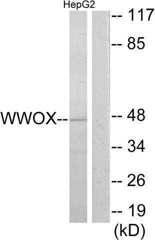 Anti-WWOX, N-Terminal antibody produced in rabbit