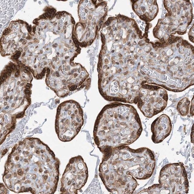 Anti-WWP1 antibody produced in rabbit