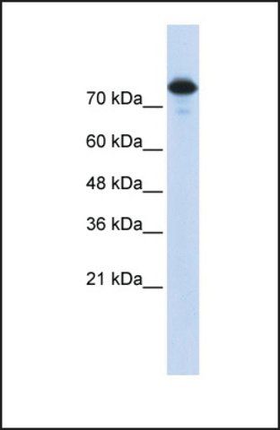 Anti-WWP2 antibody produced in rabbit