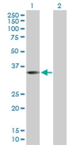 Anti-WNT9B antibody produced in rabbit