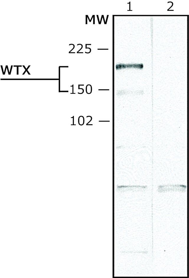 Anti-WTX (N-terminal) antibody produced in rabbit