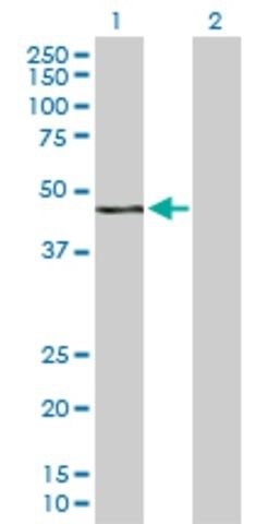 Anti-WWP2 antibody produced in rabbit