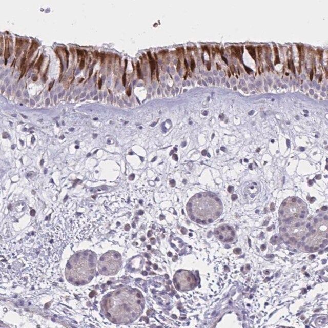 Anti-VWC2 antibody produced in rabbit