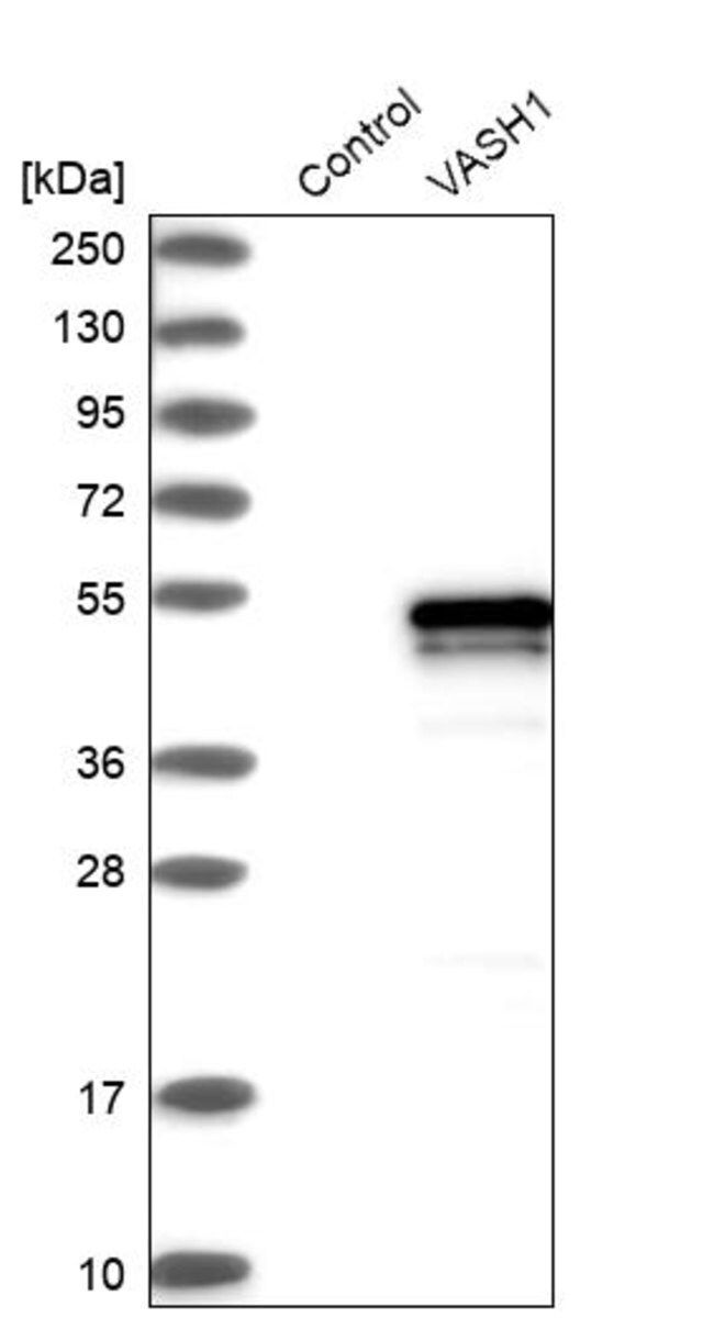 Anti-VASH1 antibody produced in rabbit