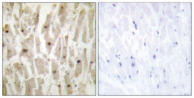 Anti-TSH1 antibody produced in rabbit