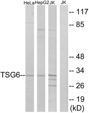 Anti-TSG6 antibody produced in rabbit