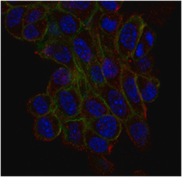 Anti-Trpv4 Antibody, clone 1B2.6