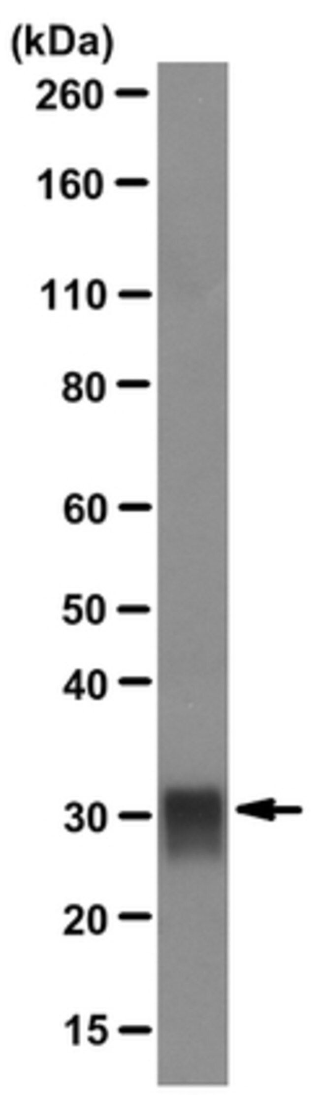 Anti-Tryptase Antibody, Mast Cell, clone G3