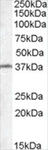 Anti-TSGA2 antibody produced in goat