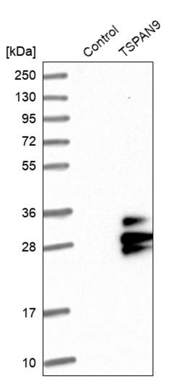 Anti-TSPAN9 antibody produced in rabbit