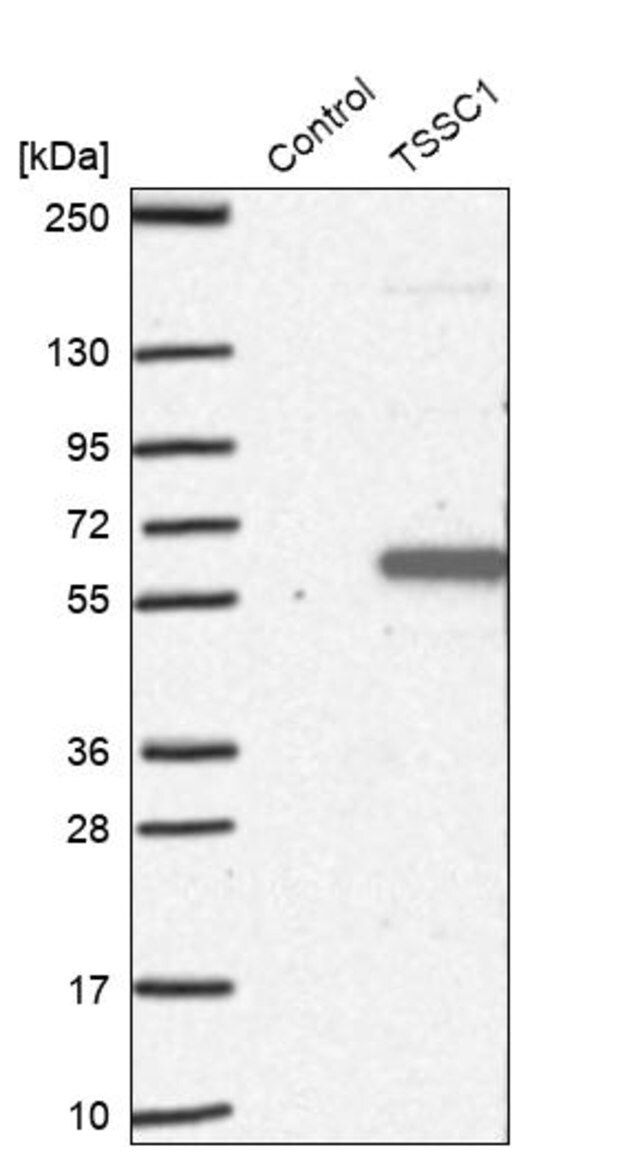 Anti-TSSC1 antibody produced in rabbit