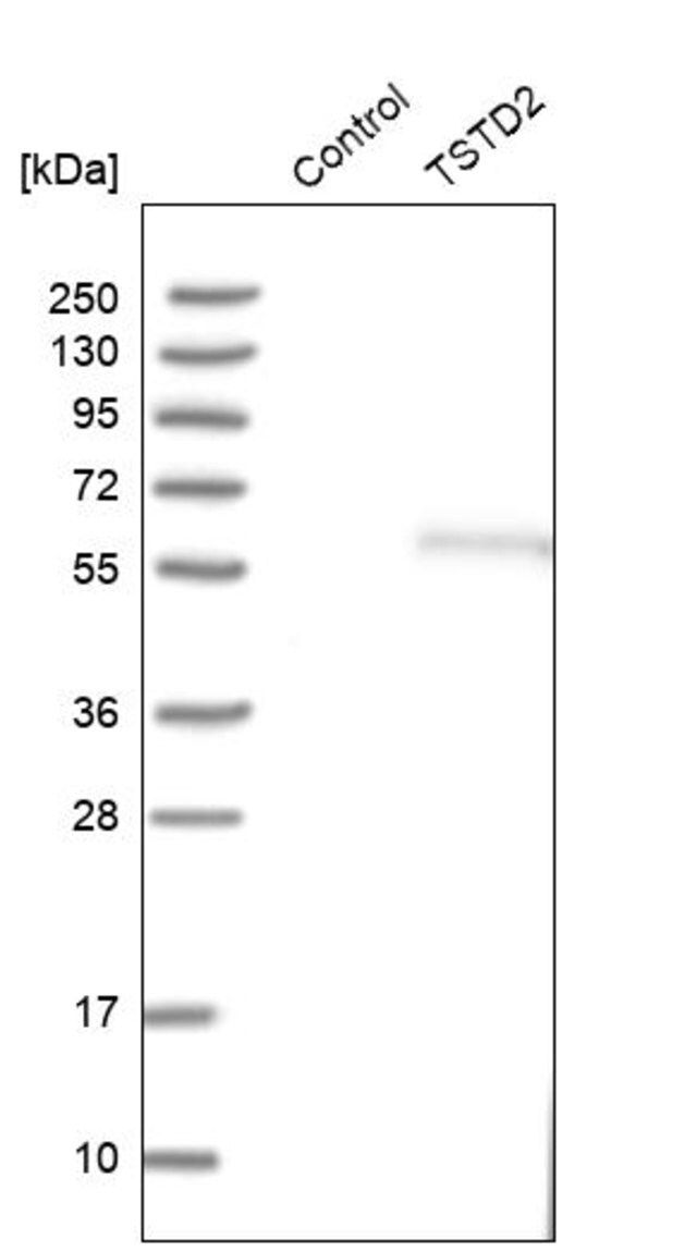 Anti-TSTD2 antibody produced in rabbit