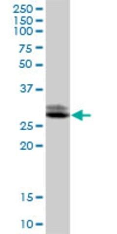 Anti-TTC33 antibody produced in mouse