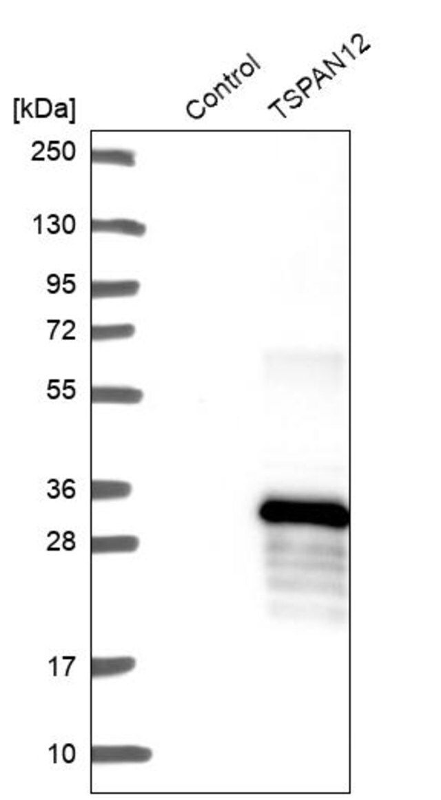 Anti-TSPAN12 antibody produced in rabbit