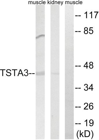 Anti-TSTA3 antibody produced in rabbit