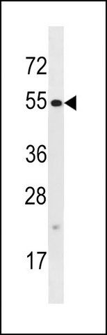 ANTI-TTC34 (C-TERM) antibody produced in rabbit