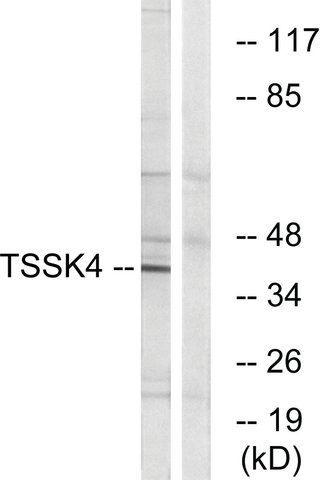 Anti-TSSK4 antibody produced in rabbit