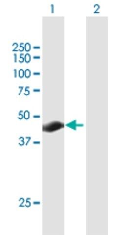 Anti-TSPYL3 antibody produced in mouse