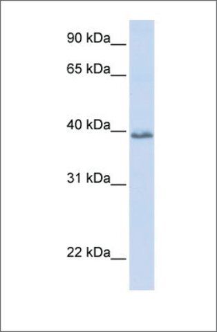 Anti-TSPAN10 antibody produced in rabbit