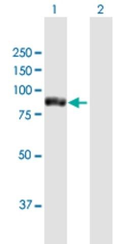 Anti-TTC12 antibody produced in mouse