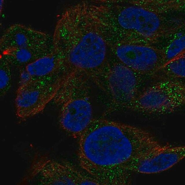 Anti-TRIM51 antibody produced in rabbit