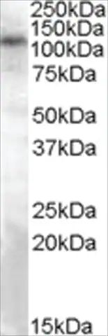 Anti-TRPC4 antibody produced in goat