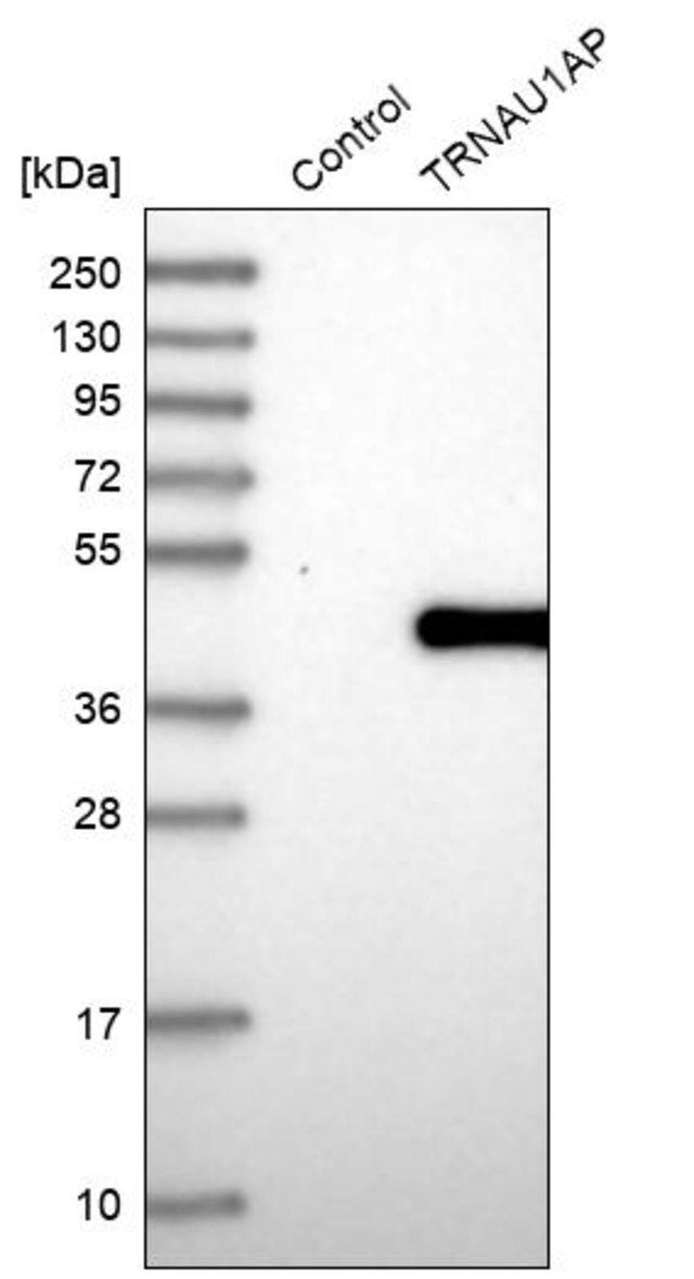 Anti-TRNAU1AP antibody produced in rabbit