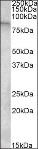 Anti-TRPC4AP antibody produced in goat