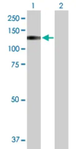 Anti-TRPA1 antibody produced in rabbit