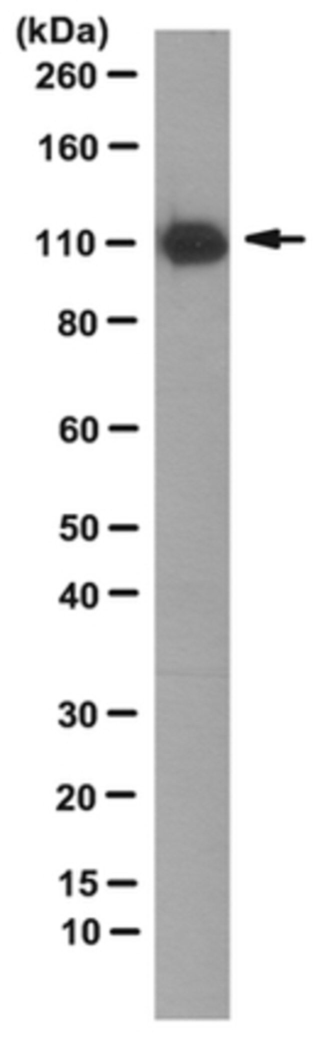 Anti-TrpC3, clone 10H6 Antibody