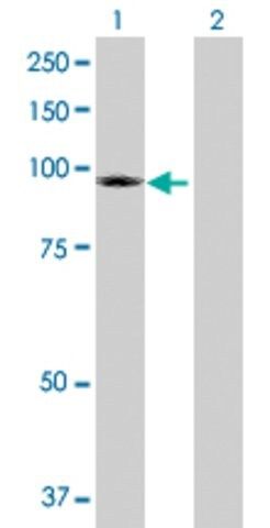 Anti-TRPC4AP antibody produced in rabbit