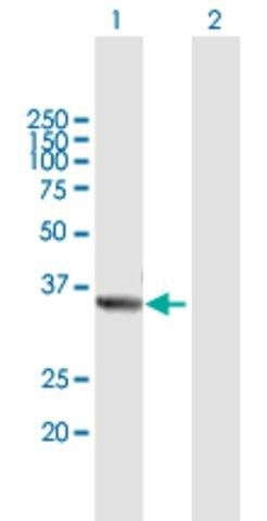 Anti-TRUB2 antibody produced in mouse