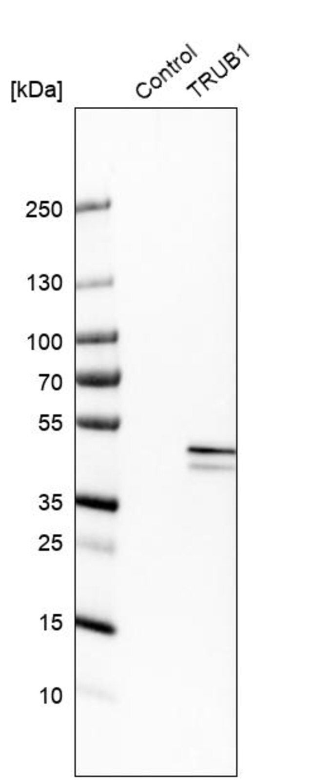 Anti-TRUB1 antibody produced in rabbit