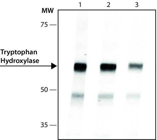 Anti-Tryptophan Hydroxylase antibody, Mouse monoclonal