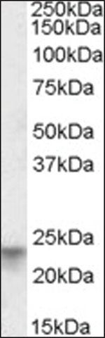 Anti-TSPAN8 antibody produced in goat