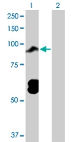 Anti-TOP3B antibody produced in rabbit