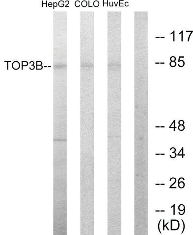 Anti-TOP3B antibody produced in rabbit