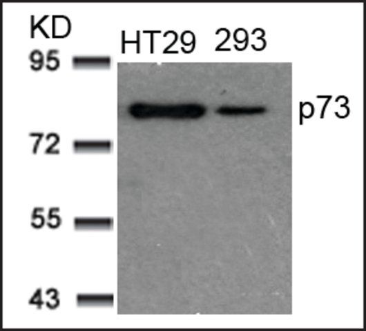 Anti-TP73 (Ab-99) antibody produced in rabbit