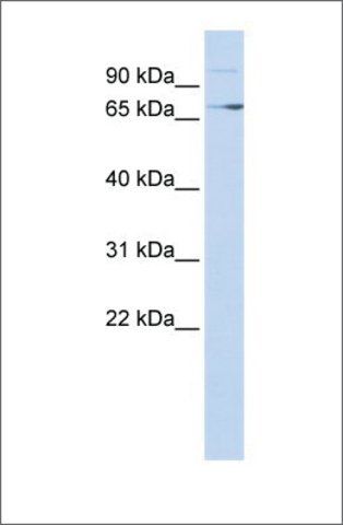 Anti-TP73 antibody produced in rabbit