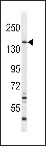 ANTI-TOPBP1 (CENTER S1138) antibody produced in rabbit