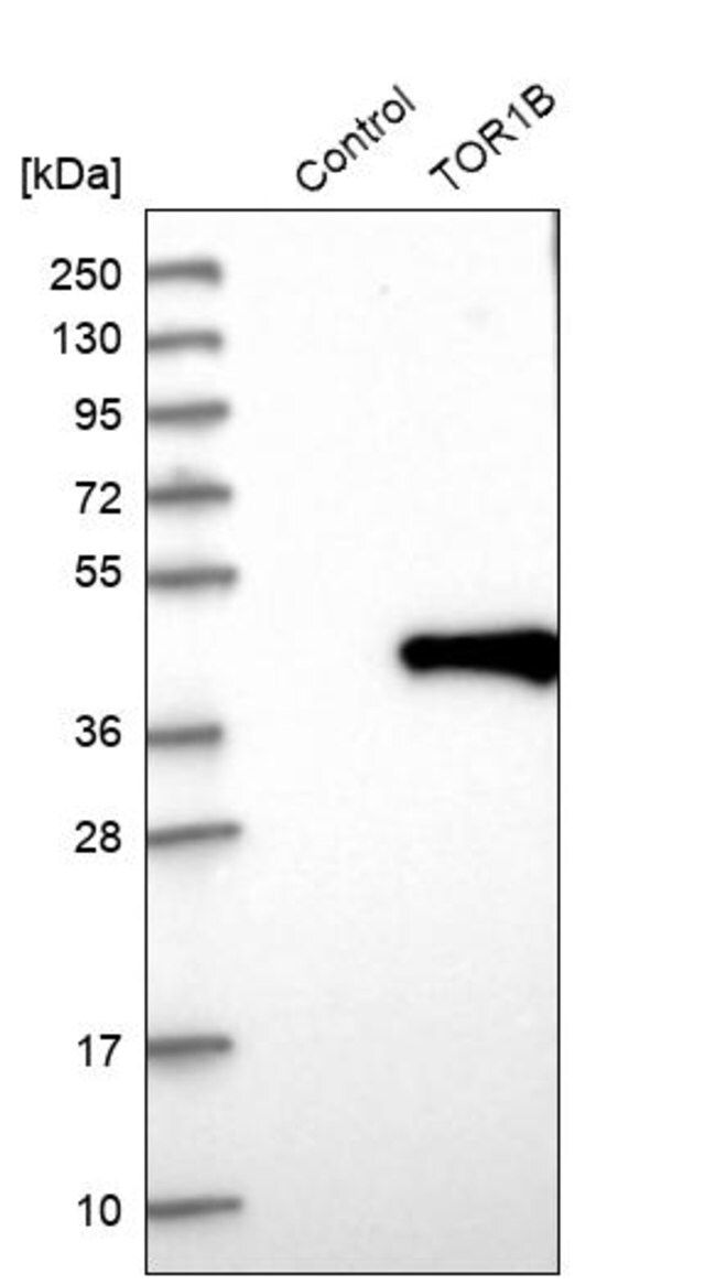 Anti-TOR1B antibody produced in rabbit