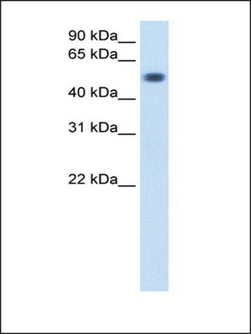 Anti-TOR3A antibody produced in rabbit