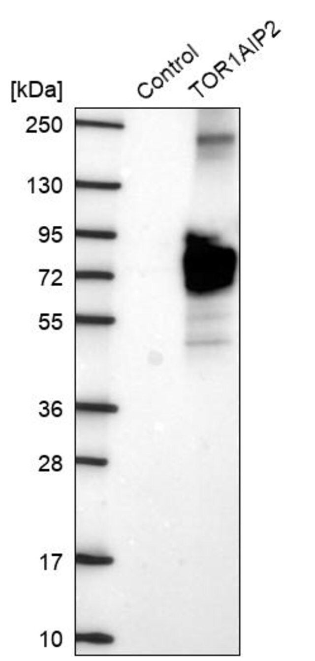 Anti-TOR1AIP2 antibody produced in rabbit