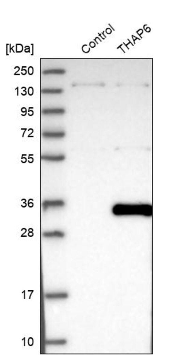 Anti-THAP6 antibody produced in rabbit