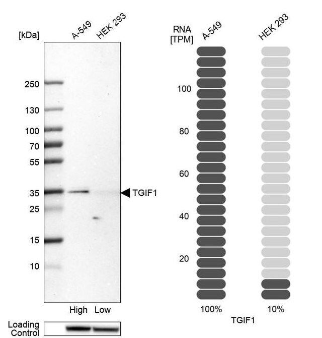 Anti-TGIF1 antibody produced in rabbit