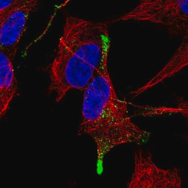 Anti-TGFB3 antibody produced in rabbit